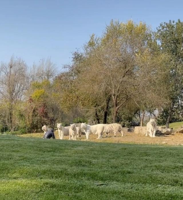 男子与虎群进行对视双方各不相让